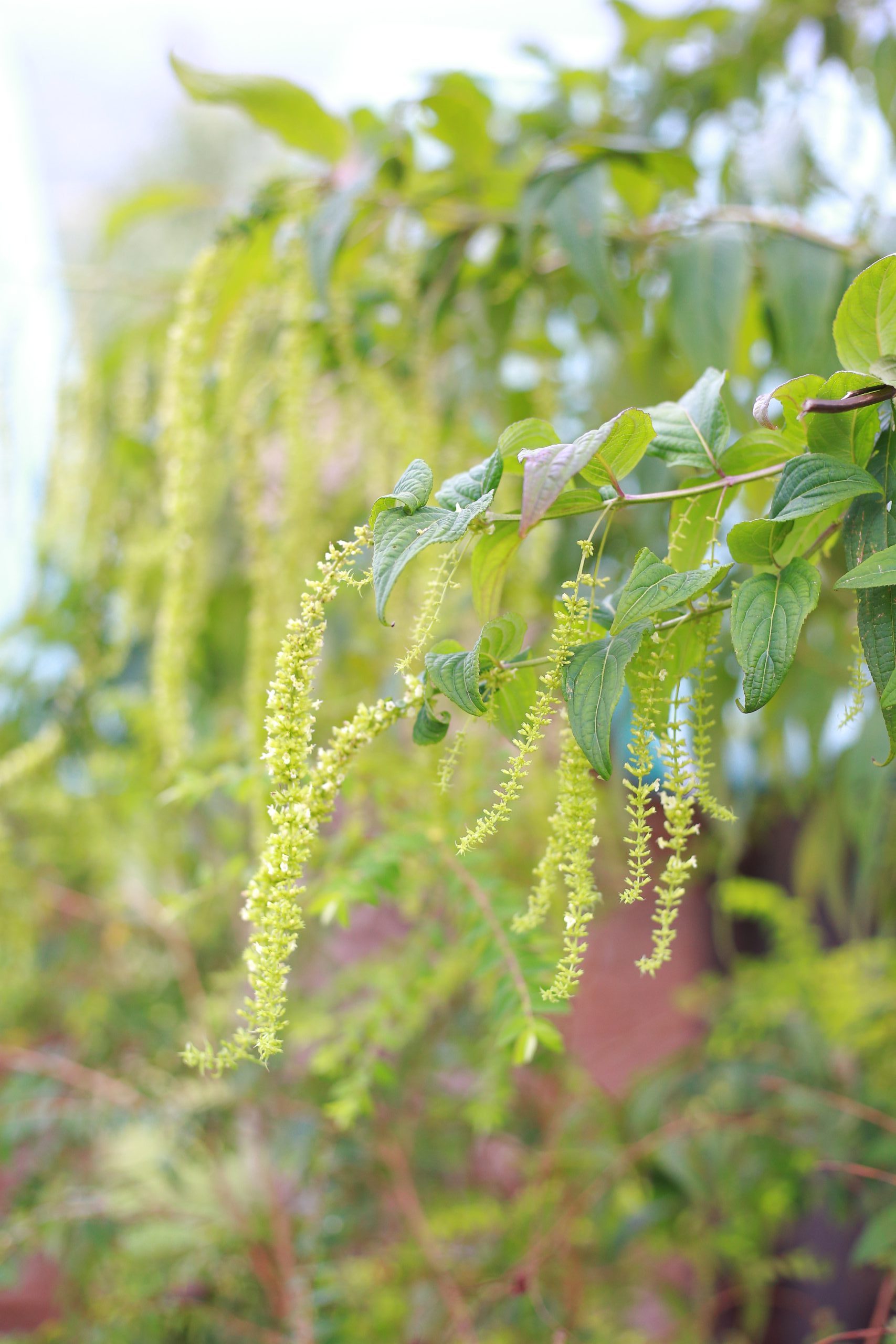 Chùa dù (Elsholtzia penduliflora W.W.Sm)