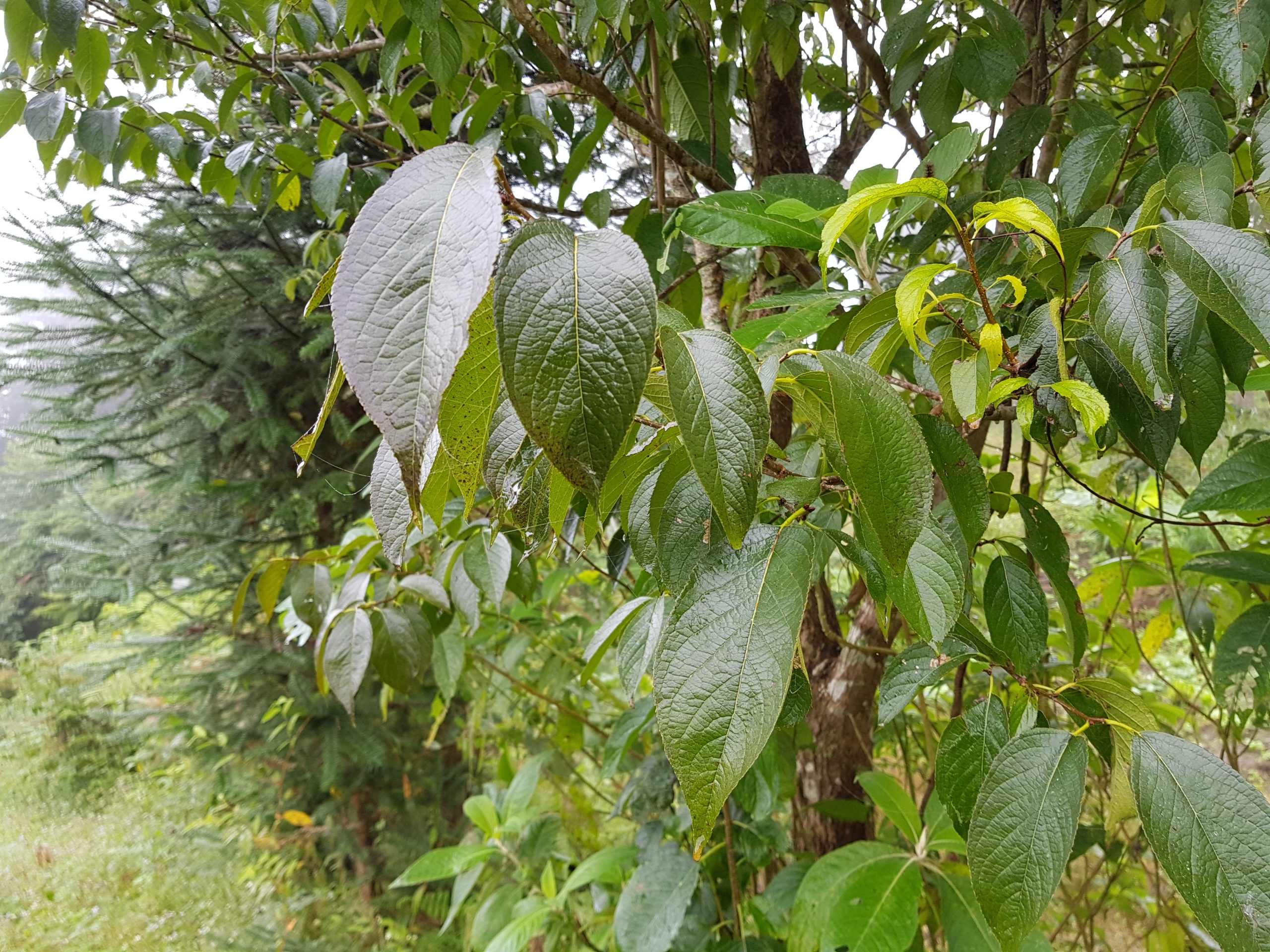 Đỗ trọng (Eucommia ulmoides Oliv.)