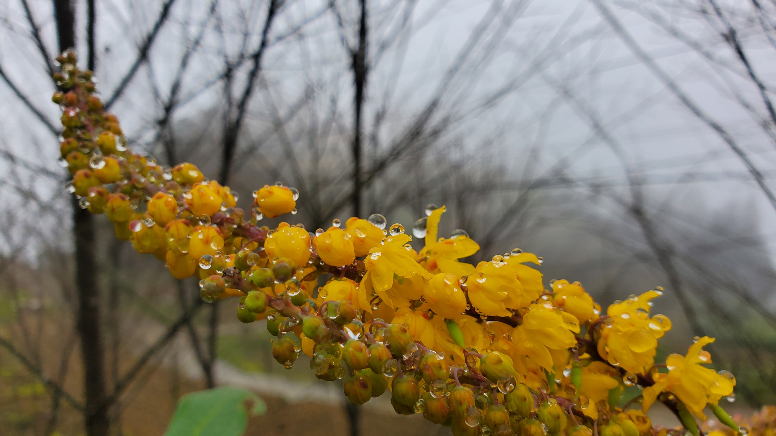 Mã hồ (Mahonia sp.)