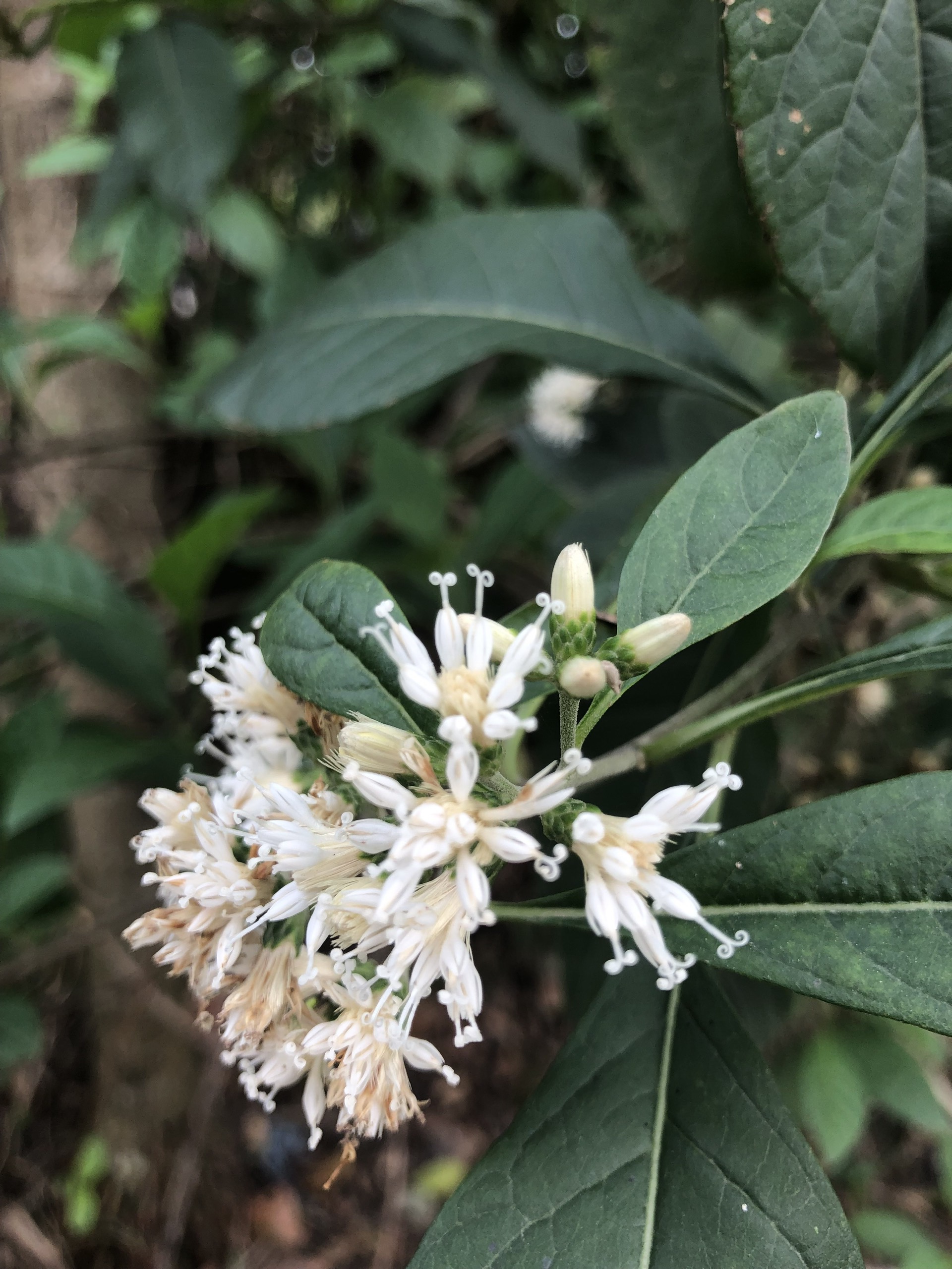 Lá đắng (Vernonia amygdalina Del.)