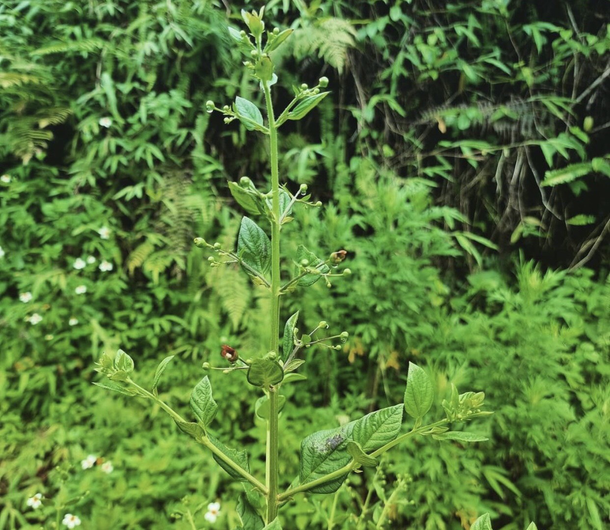 Huyền sâm (Scrophularia buergeriana Miq.)